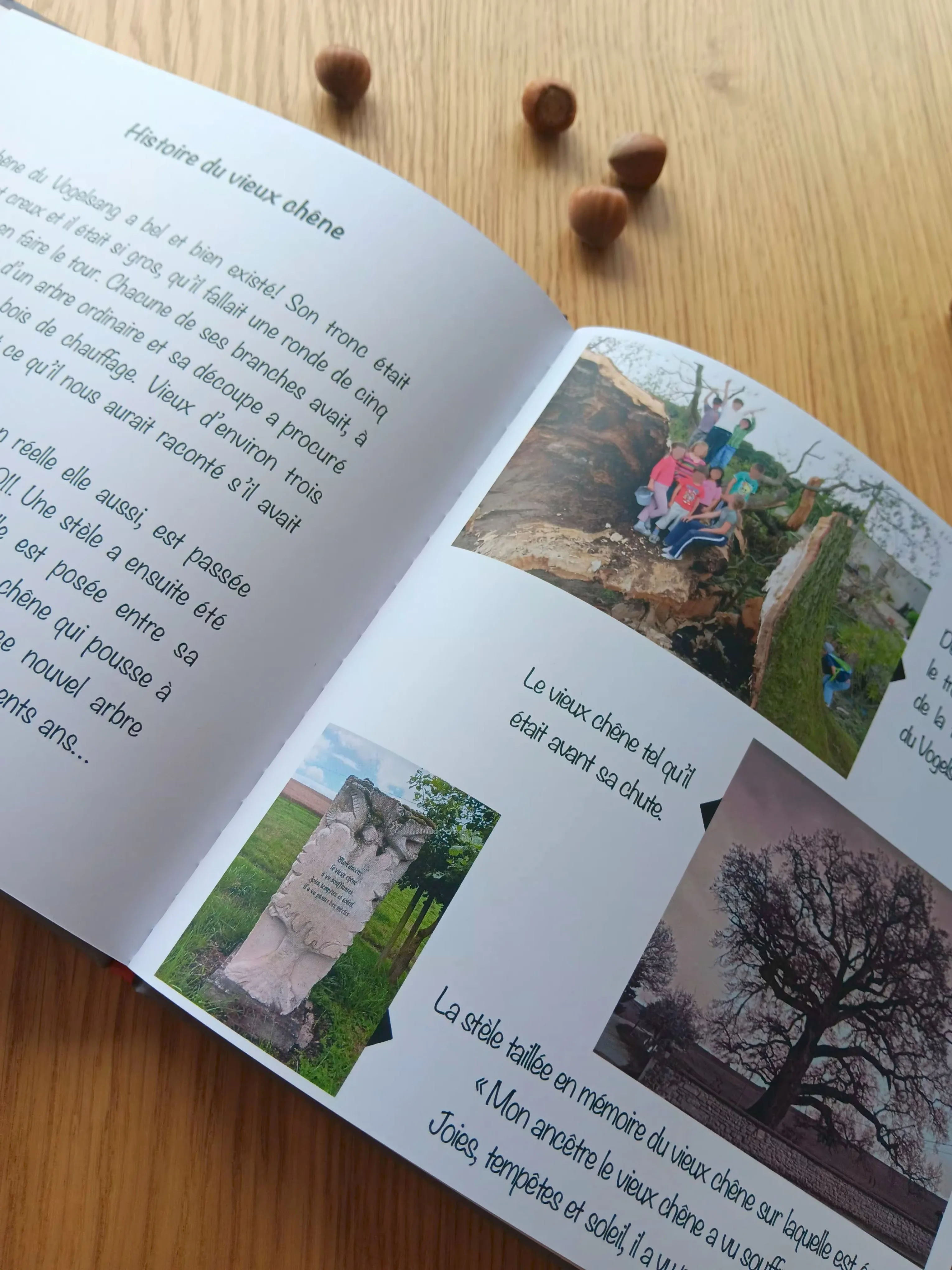 Page historique sur le vieux chêne du Vogelsang extraite de l’album